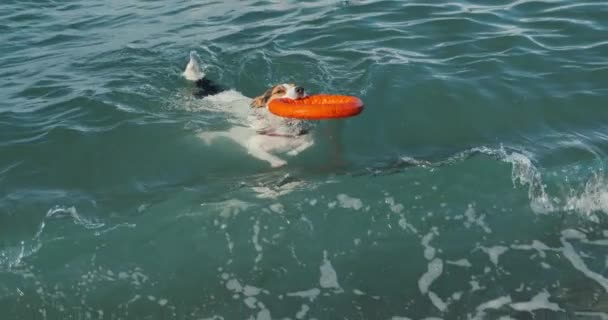 Dog swimming holding ball in mouth — Stock Video