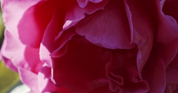 花园里的粉红色玫瑰花蕾 — 图库视频影像
