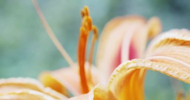 Makro sarı turuncu zambak çiçek