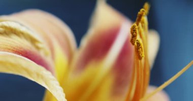 Makro sarı turuncu zambak çiçek