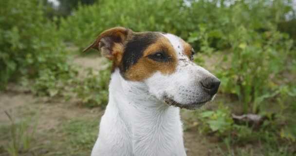 Jack Russell Cara de cão Terrier com areia — Vídeo de Stock