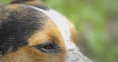 Kumlu Jack Russell Terrier köpek suratı