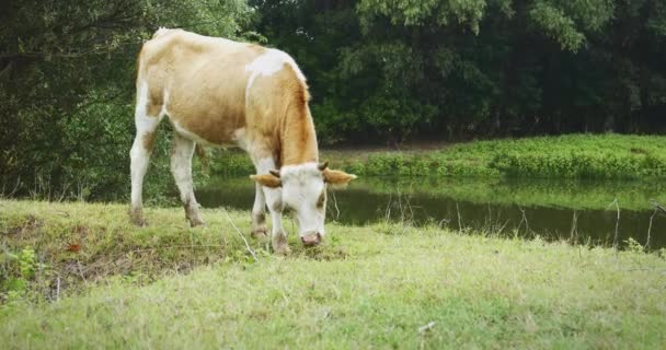 La vaca roja y blanca come hierba . — Vídeos de Stock