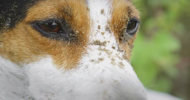 Jack Russell Terrier kutya arc homokkal — Stock videók