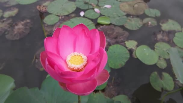 Flores de loto rosa y brote de loto amarillo — Vídeos de Stock