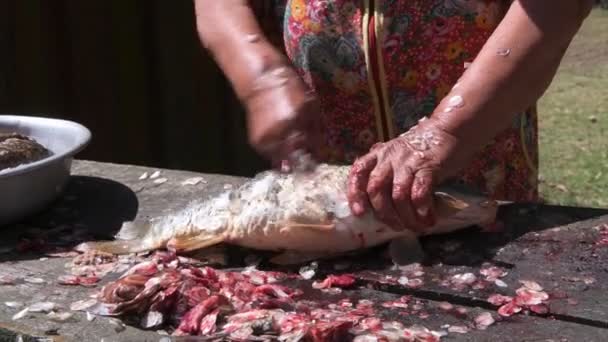 Μεγαλύτερη γυναίκα ψαράς καθαρίζει τις κλίμακες ενός ζωντανού μεγάλου ψαριού — Αρχείο Βίντεο