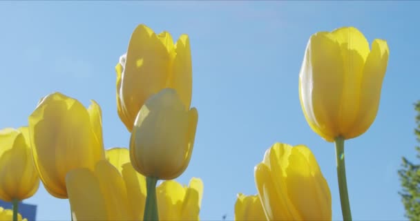 Красиві барвисті жовті тюльпани квіти цвітуть — стокове відео