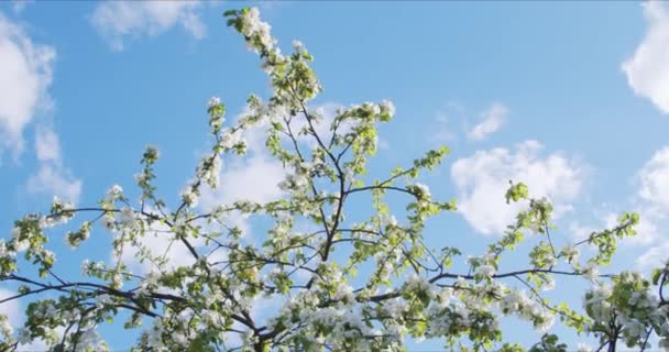 Appelbloesem in het park, bloemen langzaam zwaaiend in de wind in de stralen van de zon — Stockvideo