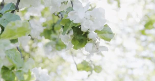 Pommes fleurissent dans le parc, fleurs se balançant lentement dans le vent dans les rayons du soleil — Video