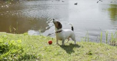 Jack Russell Terrier yüzdükten sonra suyu sallıyor.