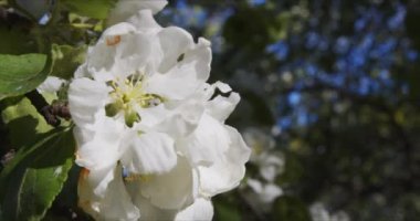 Parkta elma tomurcukları, güneşin ışınlarında rüzgarda sallanan çiçekler.