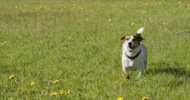 Jack Russell Terrier genellikle çimlerin üzerinde turuncu top oynar.