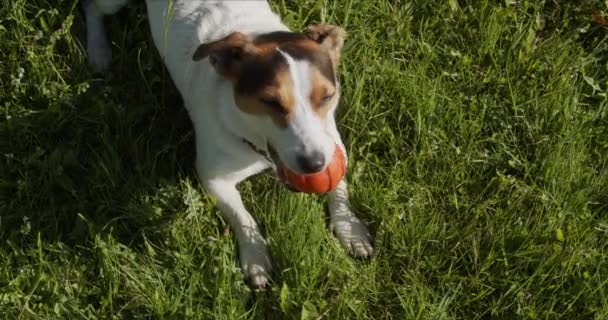 Jack Russell Terrier geralmente joga uma bola laranja na grama — Vídeo de Stock