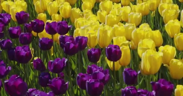 Красиві барвисті жовті тюльпани квіти цвітуть — стокове відео