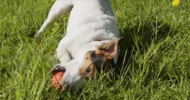 Jack Russell Terrier genellikle çimlerin üzerinde turuncu top oynar.