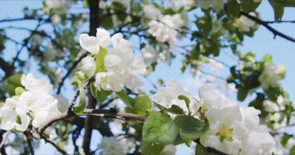 Appelbloesem in het park, bloemen langzaam zwaaiend in de wind in de stralen van de zon — Stockvideo