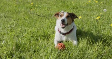 Jack Russell Terrier genellikle çimlerin üzerinde turuncu top oynar.