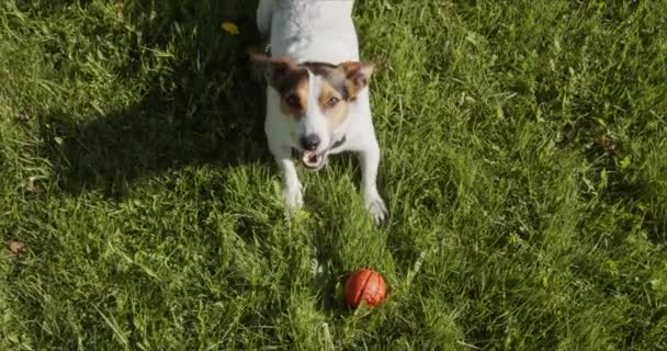 Jack Russell Terrier zazwyczaj gra pomarańczową piłkę na trawie — Wideo stockowe