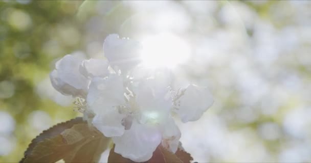 Jablko kvete v parku, květiny se pomalu kymácejí ve větru ve slunečních paprscích — Stock video