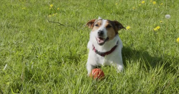 Jack Russell Terrier speelt meestal een oranje bal op het gras — Stockvideo