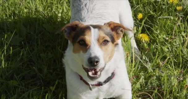 Jack Russell Terrier di solito gioca una palla arancione sull'erba — Video Stock