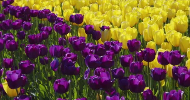 美丽多彩的黄色郁金香花绽放 — 图库视频影像