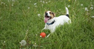 Jack Russell Terrier cinsinin küçük köpeği dili dışarıda yeşil bir çayırda yatıyor..
