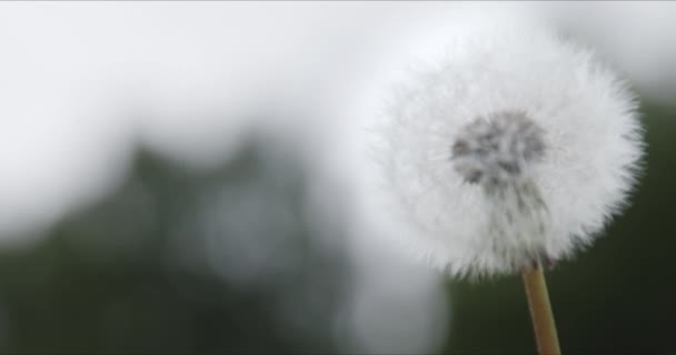 Bílá načechraná pampeliška houpající se ve větru. — Stock video