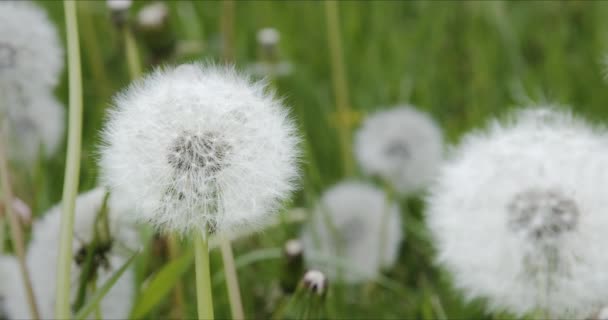 風に揺れる緑の草原に白いふわふわのタンポポ. — ストック動画