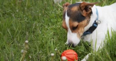 Jack Russell Terrier cinsinin küçük köpeği dili dışarıda yeşil bir çayırda yatıyor..
