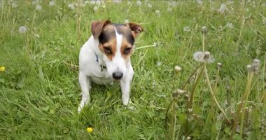 Jack Russell Terrier cinsinin küçük köpeği yeşil bir çayırda oturur..
