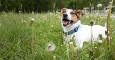 Jack Russell Terrier cinsinin küçük köpeği dili dışarıda yeşil bir çayırda yatıyor..