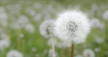 Rüzgarda sallanan yeşil bir çayırda beyaz tüylü karahindibalar..