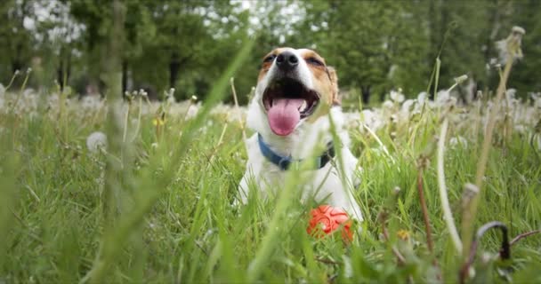 Petit chien de la race Jack Russell Terrier est couché sur une prairie verte avec sa langue suspendue .