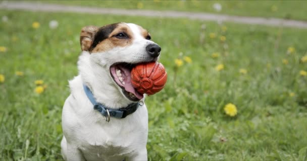 Pequeno Jack Russell Terrier cão senta-se com uma bola na boca em um prado verde, sua língua pendurada para fora . — Vídeo de Stock