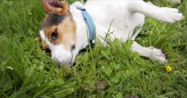 Jack Russell Terrier cinsinin küçük köpeği yeşil bir çayırda uzanıyor ve otları kokluyor..