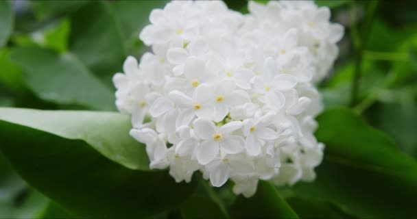 Virágzó fehér orgona — Stock videók