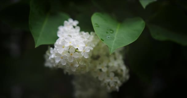 Virágzó fehér orgona — Stock videók