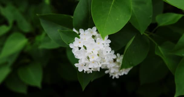 盛开的白色丁香花 — 图库视频影像