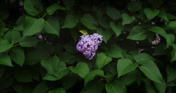 Blühender Purpurflieder — Stockvideo