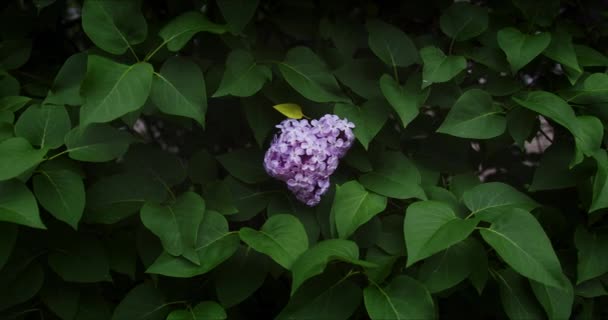 Kvetoucí fialová šeřík