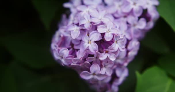 Lilas pourpre en fleurs — Video