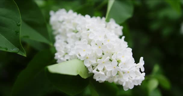 Flor lila blanca — Vídeos de Stock