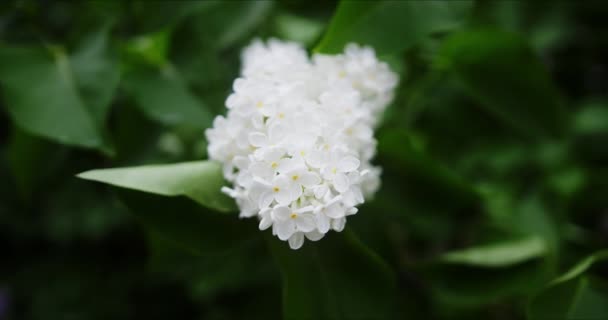 Flor lila blanca — Vídeo de stock