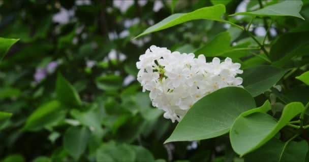 Flor lila blanca — Vídeos de Stock