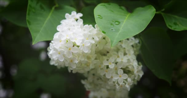 Kwitnący biały liliowy — Wideo stockowe