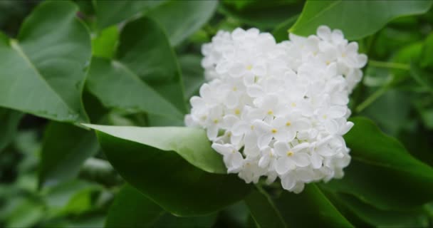 하얀 라일락 꽃이 피는 모습 — 비디오