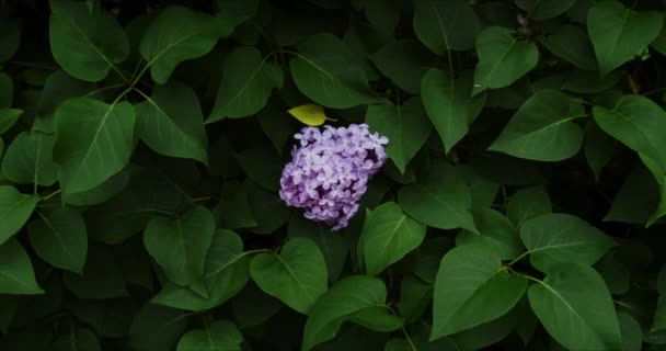 Kvetoucí fialová šeřík — Stock video