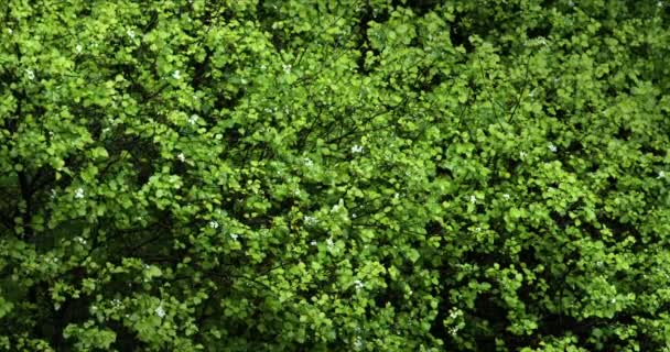 Våta blad av ett träd efter regnet. — Stockvideo