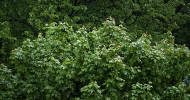 Hojas húmedas de un árbol después de la lluvia . — Vídeo de stock